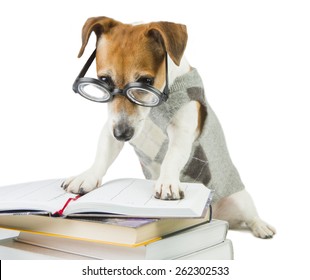 Student Pupil Dog And A Lot Of Books. Study And Teaching.  Strictly Looking From Under Glasses. Working Hard