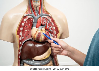 Student teenage learning anatomy biology with human body model in classroom at high school. - Powered by Shutterstock