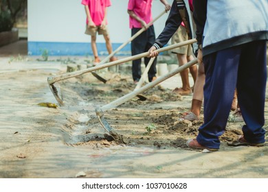 The students help to dig up the grass to prepare the trees.