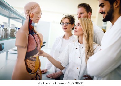 Students Of Medicine Examining Anatomical Model