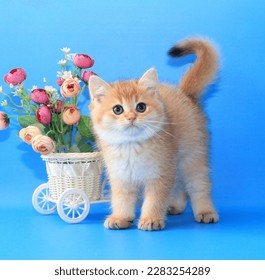 studio, charming, fluffy, background, blue, fur, portrait, pretty, cute, cat, small, funny, feline, breed, British, purebred, white, British chinchilla, cat, pet - Shutterstock ID 2283254289
