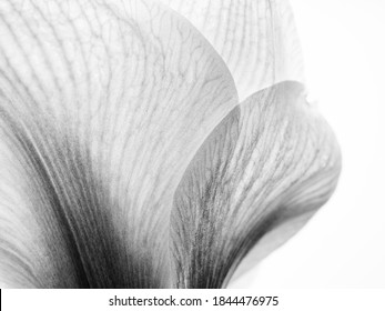 Studio Close Up Of Amaryllis In Black And White