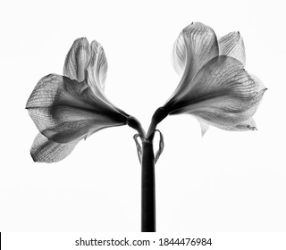 Studio Close Up of Amaryllis in Black and White