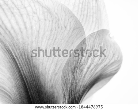 Similar – Image, Stock Photo Amaryllis flower close-up with pistil
