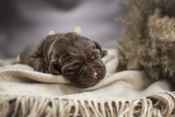 Studio Close Up Portrait Of Newborn Brown Chocolate Labrador Retriever Puppy Dog Laying On Warm Fabric Near Yellow Spikelets On Brown Background With Lights