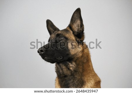Studio close-up of Belgian Malinois looking up with alert expression. Ideal for dog training, K9, security, and working dog concepts. Neutral gray background.