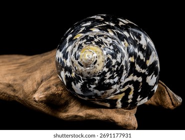 Studio close-up of a black and white patterned Magpie Turbo seashell resting beside a piece of rough, dark driftwood. Represents the beauty of the seashore