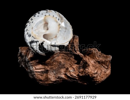 Studio close-up of a black and white patterned Magpie Turbo seashell resting beside a piece of rough, dark driftwood. Represents the beauty of the seashore.