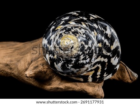 Studio close-up of a black and white patterned Magpie Turbo seashell resting beside a piece of rough, dark driftwood. Represents the beauty of the seashore