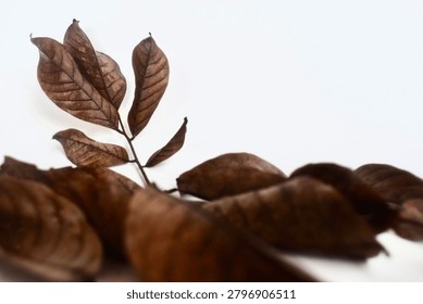 Studio composition featuring a single dried brown leaf stem standing behind a soft-focus heap of autumn foliage against a bright white background.