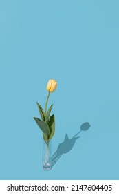 Studio Flower Flatlay Photography Of A Singular Silhouette Spring Tulip In A Glass Vase And A Blue Background. 