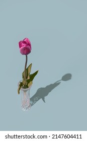 Studio Flower Flatlay Photography Of A Singular Silhouette Spring Tulip In A Glass Vase And A Blue Background. 