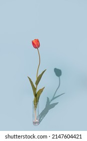 Studio Flower Flatlay Photography Of A Singular Silhouette Spring Tulip In A Glass Vase And A Blue Background. 