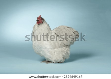 a studio full bodied shot of a Orpington Bantam Lavender Female Chicken on a blue backdrop