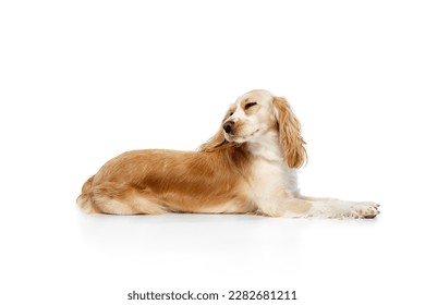 Studio image of calm and relaxed, beautiful dog, english cocker spaniel lying against white background. Sleepy. Concept of domestic animal, motion, action, pets love, animal life. Copyspace for ad.
