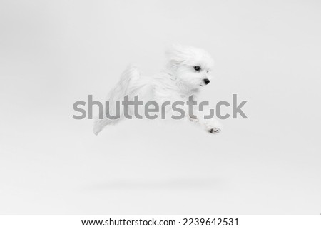 Studio image of cute, fluffy, white Maltese dog posing, running isolated over light background. Active. Concept of motion, action, pets love, animal life, domestic animal. Copyspace for ad.