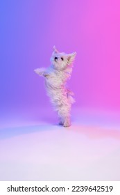 Studio image cute white Maltese dog dancing hind legs isolated over gradient blue purple background in neon light  Concept motion  action  pets love  animal life  domestic animal 