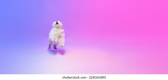  isolated motion pets