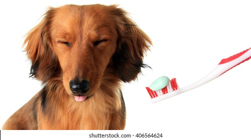 Studio Isolated Dachshund Puppy With A Toothbrush. Dog Dental Cleaning Concept. 