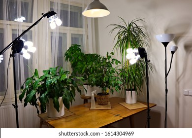 Studio Light Set Up For A Home Gardening Photoshoot