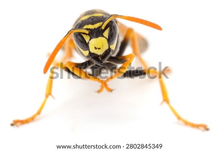 A studio macro portrait shot of a yellowjacket wasp. Authentic photography organically weaves detailed insect features into the frame. Real camera capture.