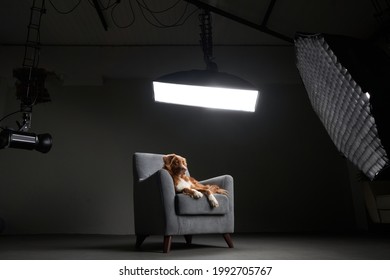 studio for pets. Dog in the interior of a photo studio, professional lighting equipment