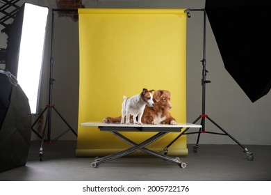 studio for pets. Dog in the interior of a photo studio, professional lighting equipment