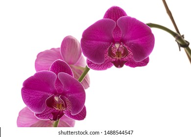 A studio photo of beautiful purple orchid flowers against a bright white background.