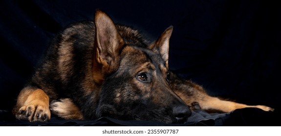 Studio photo with continuous black background.
Shot of a working German Shepherd breed dog, corresponds to the original German Shepherd that was kept in East Germany. The dog looks to the right. - Shutterstock ID 2355907787