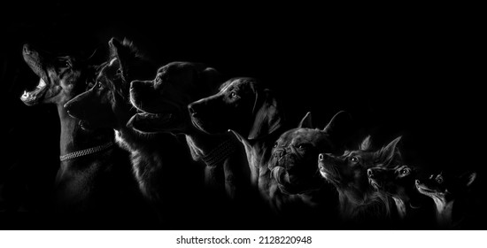 Studio photo with eight breeds - Powered by Shutterstock