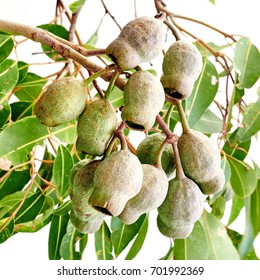A Studio Photo Of Eucalyptus Gum Tree Nuts