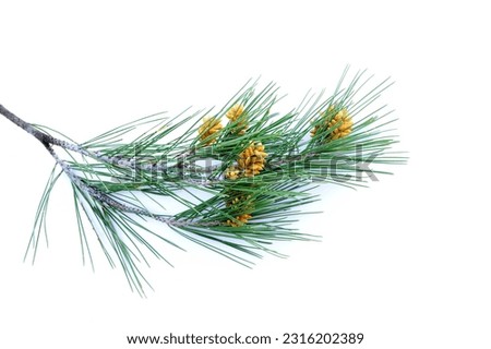 Studio photo of the leaves, branch and fruit of the Pinus halepensis tree, common name Aleppo pine on isolated white background