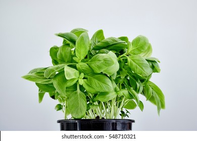 A Studio Photo Of Potted Basil