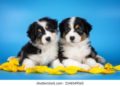 Studio photo of two black tricolor puppies of australian shepherd dog lying among yellow flower petals of tulips on the saturated light blue background. Ukraine colors