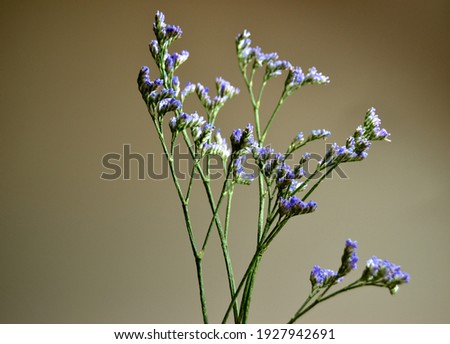 The studio photo unfocused branch of beautiful purple spring flowers