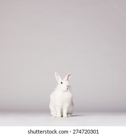 Studio Photo Of White Rabbit On White Background