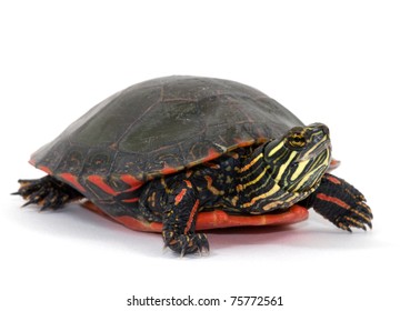 Studio photograph of a Midland Painted Turtle from a midwestern wetland isolated against a white background.