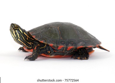 Midland Painted Turtle Images Stock Photos Vectors Shutterstock