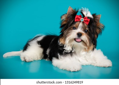 Beaver Yorkshire Terrier Images Stock Photos Vectors Shutterstock