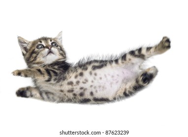 Studio photography of a falling down kitten isolated on white