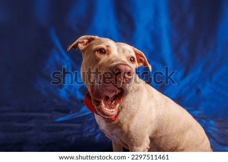 Similar – Two dogs poking their heads out the window of a car.