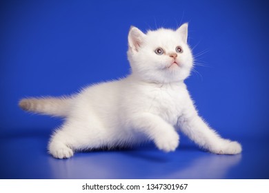 Scottish Straight Longhair White Cat Stock Photo (Edit Now) 1007850397