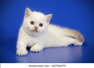 Scottish Straight Shorthair Bicolor Kitten Stock Photo (Edit Now ...