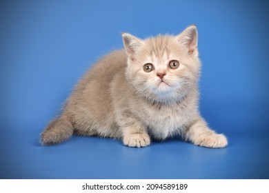 5,964 Scottish straight shorthair Images, Stock Photos & Vectors ...