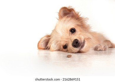 Studio Photoshoot With A Chihuahua Dog