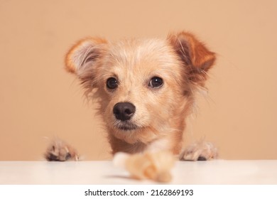 Studio Photoshoot With A Chihuahua Dog