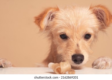 Studio Photoshoot With A Chihuahua Dog