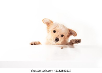 Studio Photoshoot With A Chihuahua Dog