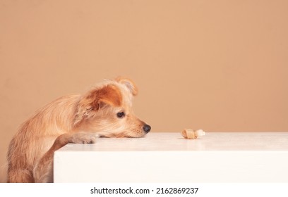 Studio Photoshoot With A Chihuahua Dog