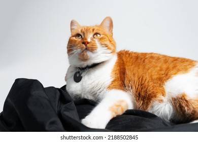 Studio Portrait Of Adorable Red And White Cat, Lying On Black Photo Reflector.